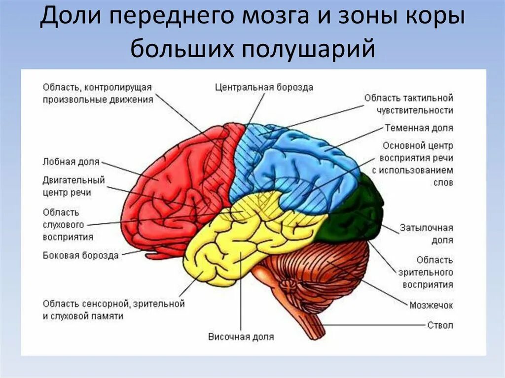 Премоторная зона коры головного мозга. Функциональные зоны коры головного мозга. Зоны и доли коры больших полушарий. Функции зон коры больших полушарий.