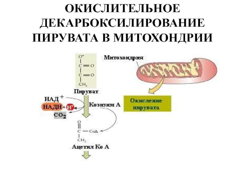 Пируват декарбоксилирование. Цикл Кребса окислительное декарбоксилирование. Реакции декарбоксилирования пировиноградной кислоты (пирувата). Окислительное карбоксилирование пирувата. Окисление пировиноградной кислоты этап