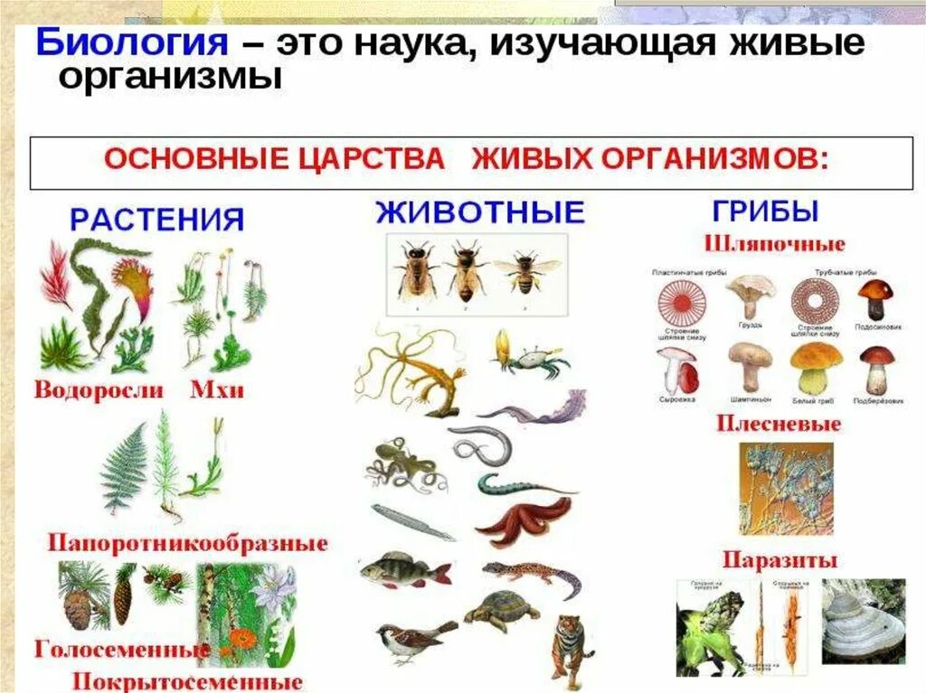 Что изучает биология. Биология изучает живые организмы. Наука о живых существах. Биологические дисциплины изучающие живых организмов. Урок 15 биология