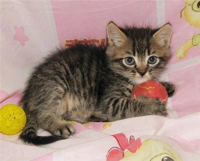 Авито объявления котята в добрые. Беспородный полосатый котенок. кошки маленькие. продаются котята. маленькие беспородные котята.