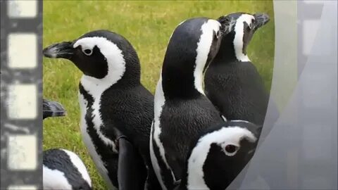 Видео разные виды