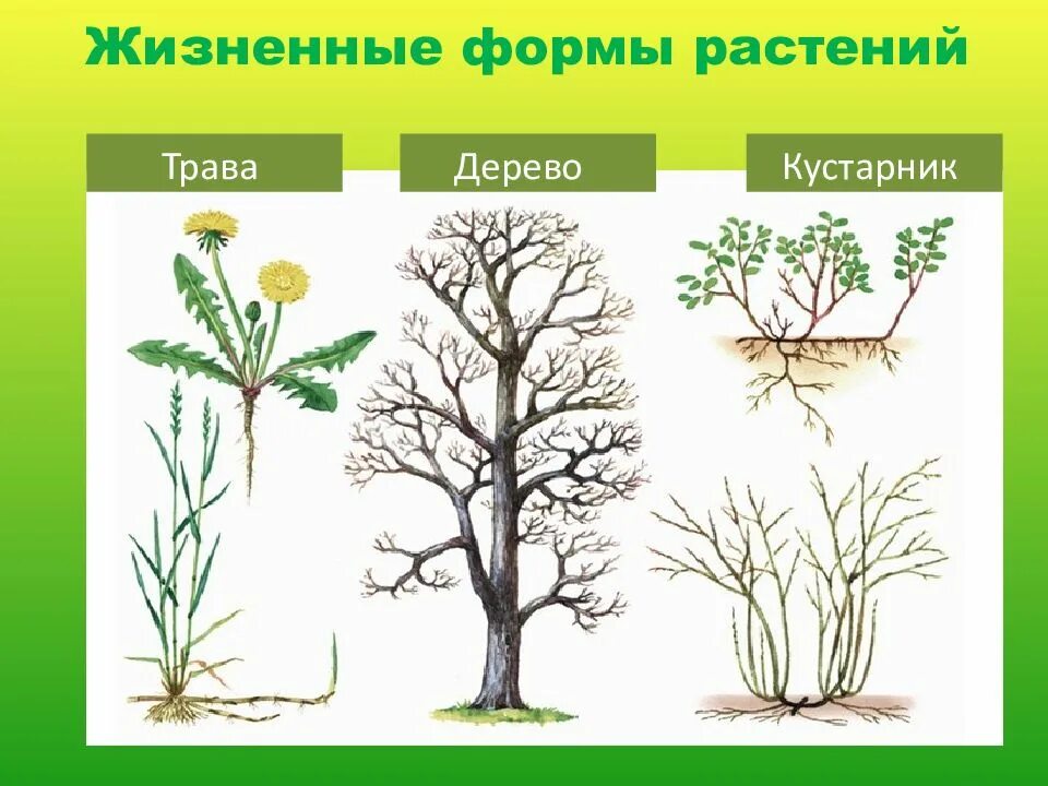 Жизненные формы растений деревья. Жизненные формы растений деревья кустарники. Жизненная форма кустарник. Жизненные формы растений деревья кустарники травы.