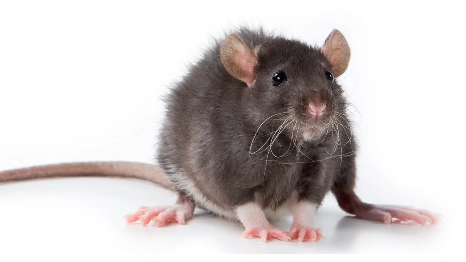 Серая крыса rattus norvegicus. Rat on white background. Земляная крыса лемминг. Гамбийская хомяковая крыса. Крыса на польском.