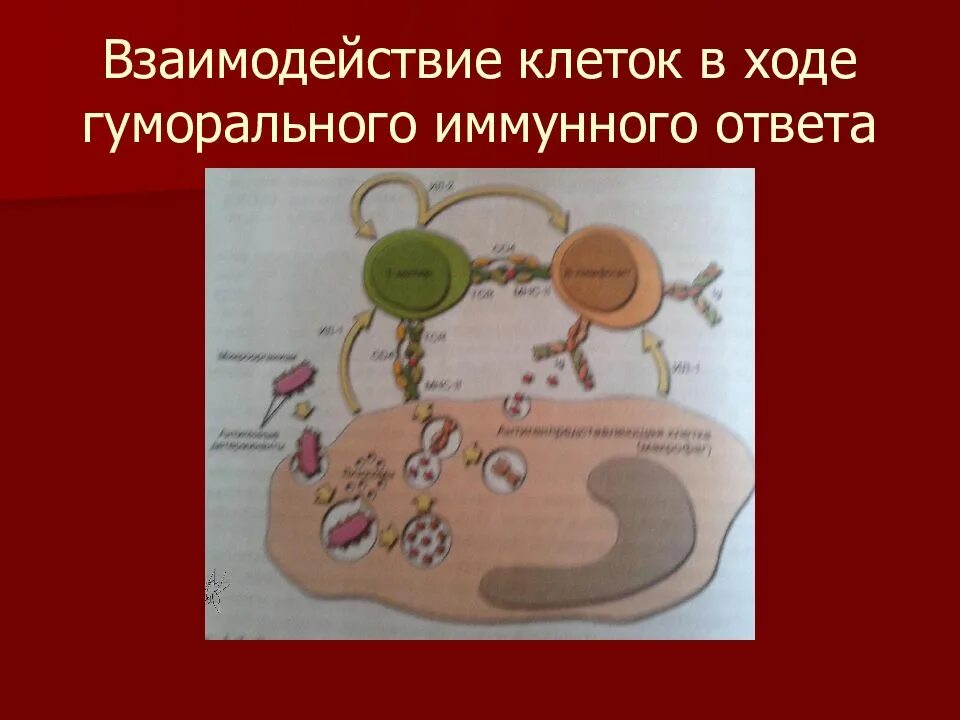 Взаимодействие клеток в ходе клеточного иммунного ответа. Взаимодействие клеток в гуморальном иммунном ответе. Взаимодействие клеток в ходе гуморального иммунного ответа. Взаимодействие клеток в иммунном ответе. Взаимодействие иммунных клеток