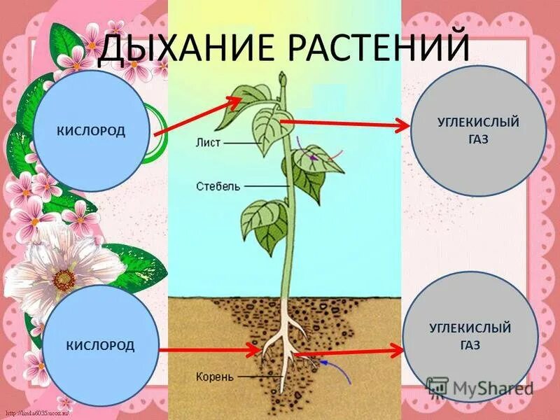 Углекислый газ можно дышать. Дыхание растений. Дыхание растений кислород. Дыхание растений углекислый ГАЗ. Схема процесса дыхания растения.