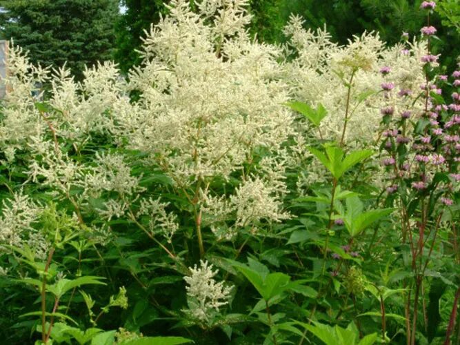 Горец полиморфный. Persicaria polymorpha. Цветок Горец изменчивый. Персикария polymorpha.