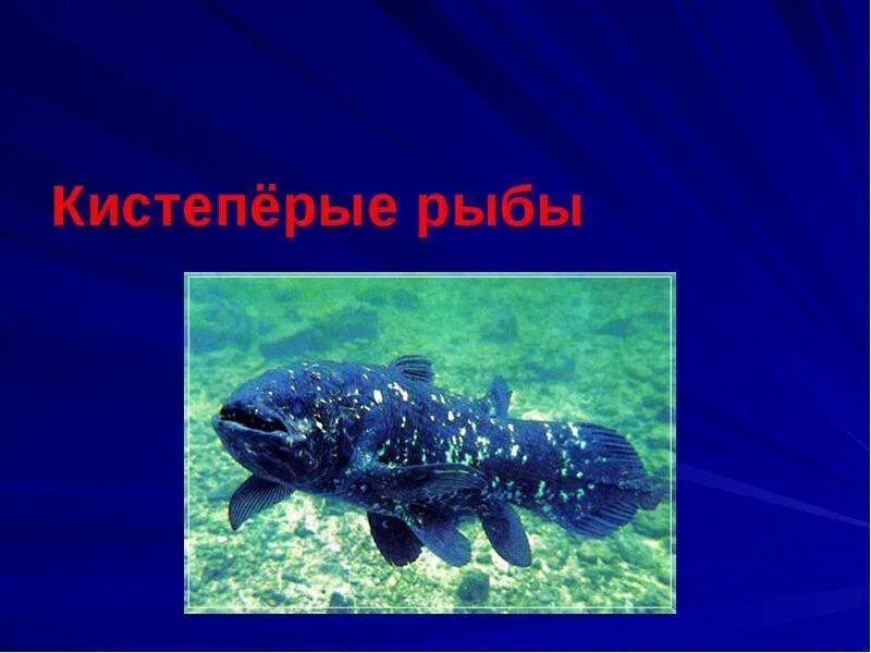 Латимерия анатомия. Целакант латимерия. Отряд кистепёрые. Древняя рыба латимерия. Древняя рыба латимерия.