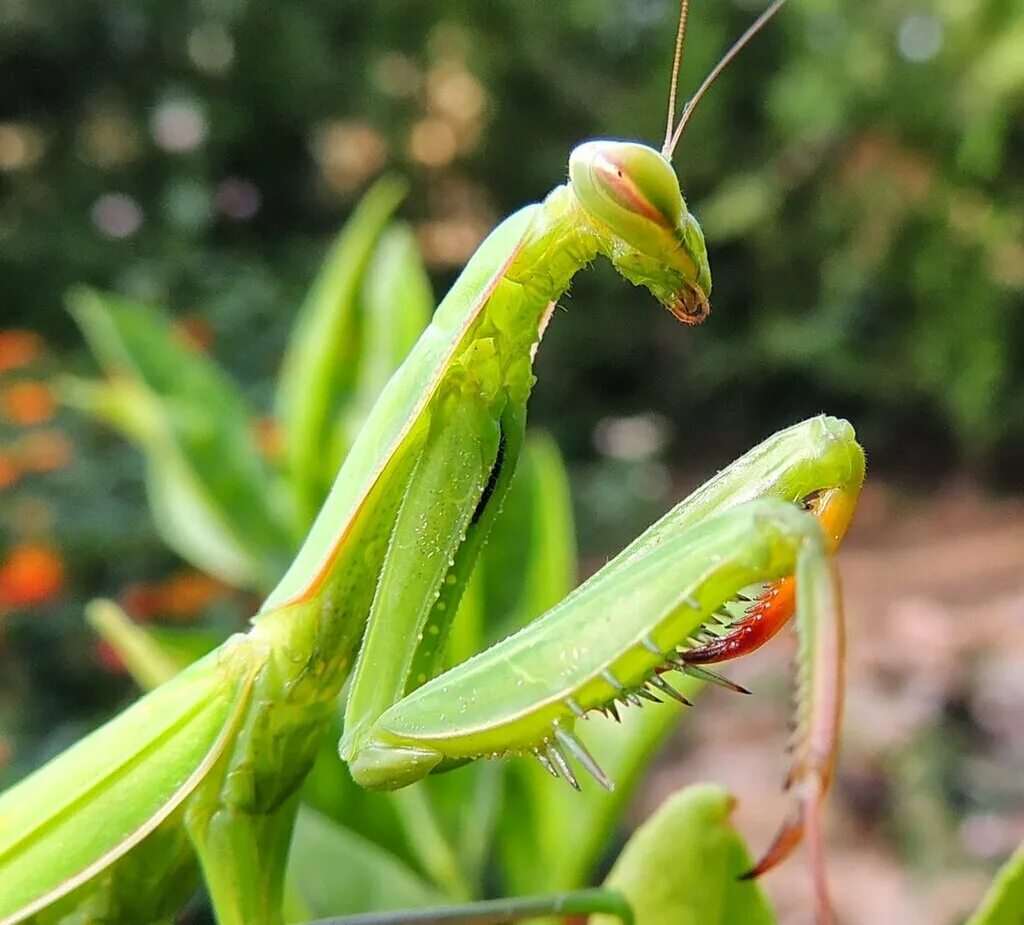 Земляной богомол (Geomantis Larvoides). Богомол обыкновенный. Богомол обыкновенный насекомые. Отряд Богомоловые (Mantoptera).