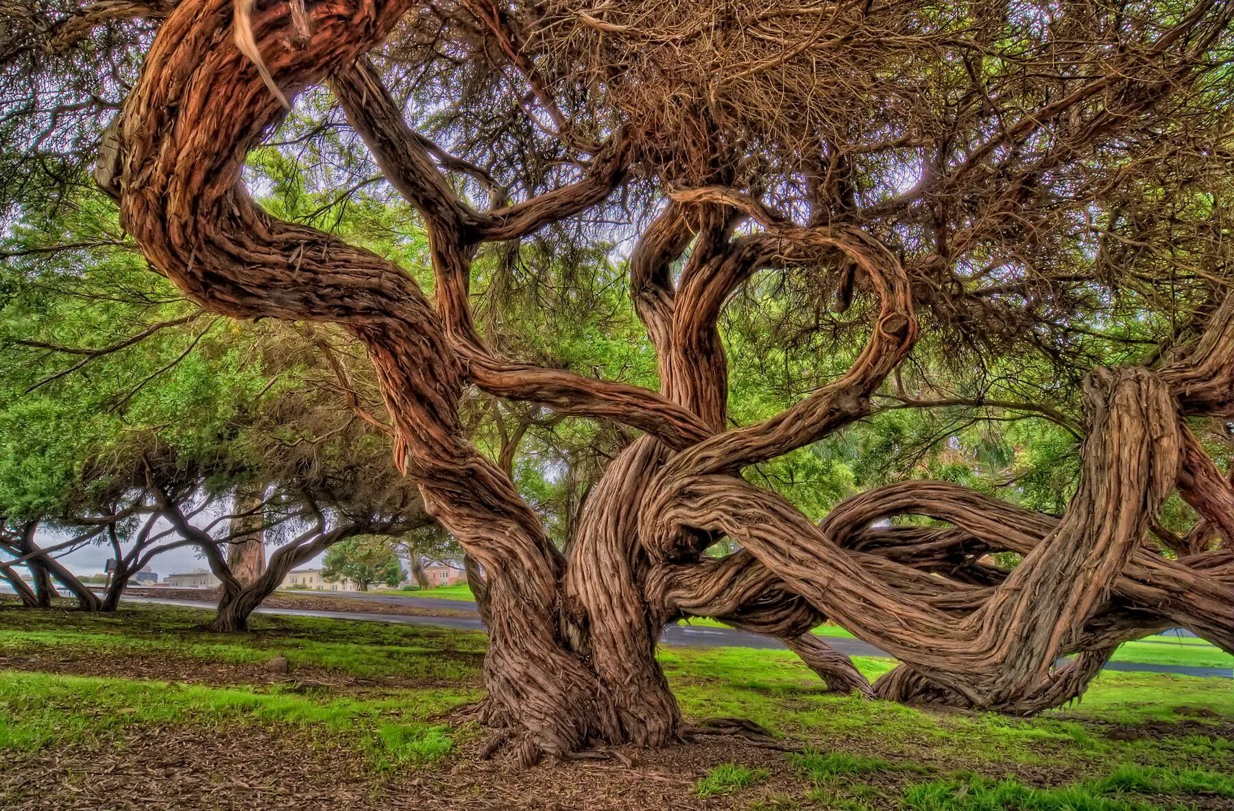 My new tree. Дерево Утун. Масойя дерево. Дерево tadrota. Дерево рансвива.