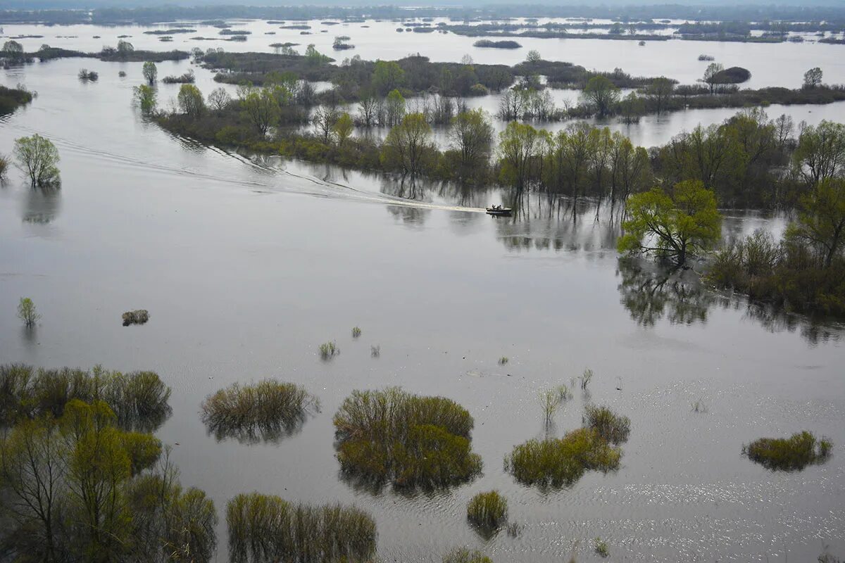 Река болва уровень воды. Половодье Брянск Десна. Река Десна Брянск. Трубчевск разлив. Трубчевск разлив десны.