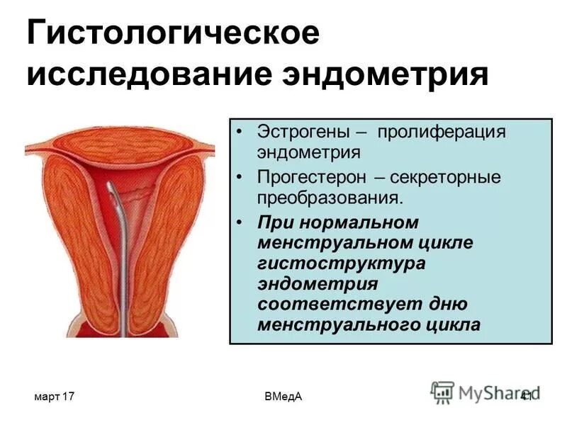 Гистология эндометрия расшифровка. Гистология эндометрия расшифровка