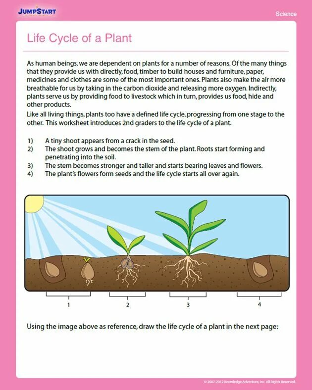 Plant Life Cycle Worksheets. Growing Plants Worksheets. Science Worksheet for Grade 2. Plants Life Cycle Worksheet for Kids. Plant cycle