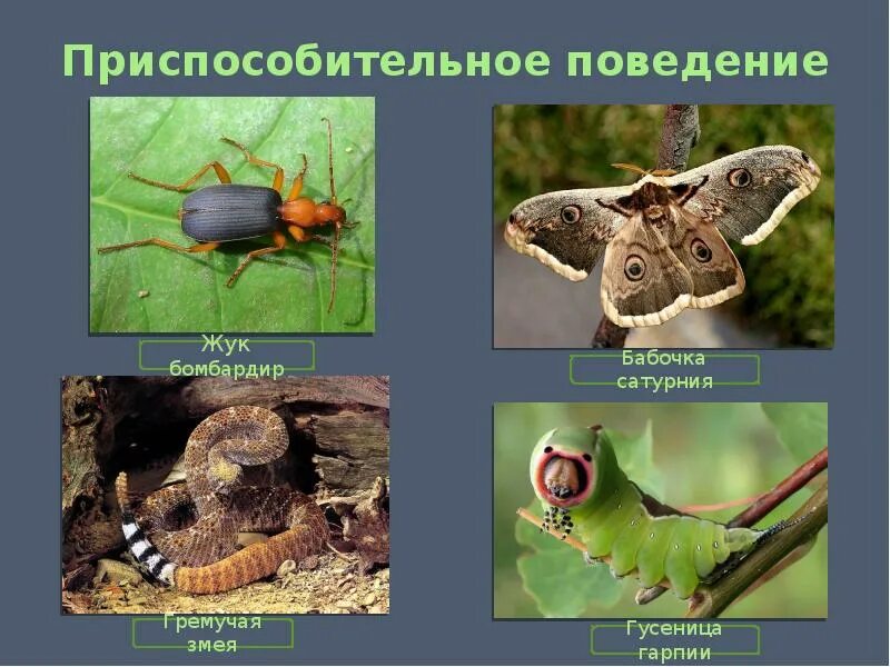Приспособительное поведение. Поведение жука бомбардира приспособительное поведение. Гусеница бабочки среда обитания. Приспособленность организмов приспособительное поведение.