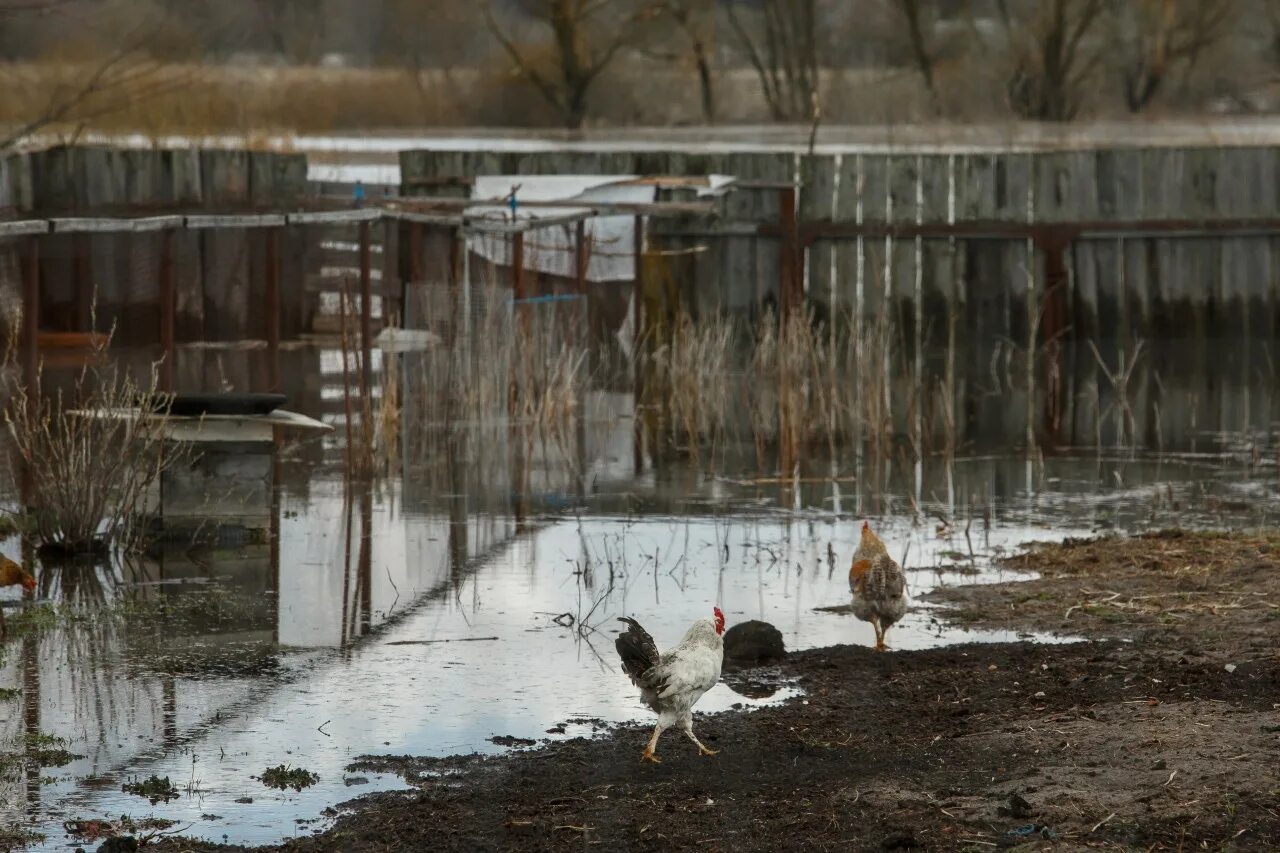 Уровень воды в жиздре козельск сегодня. Вода Козельск. Поселок стеклозавод Козельский район. Козельск разлив Жиздры 2022. Уровень реки Жиздра Козельск.