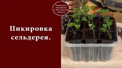 Пикировка сельдерея листового