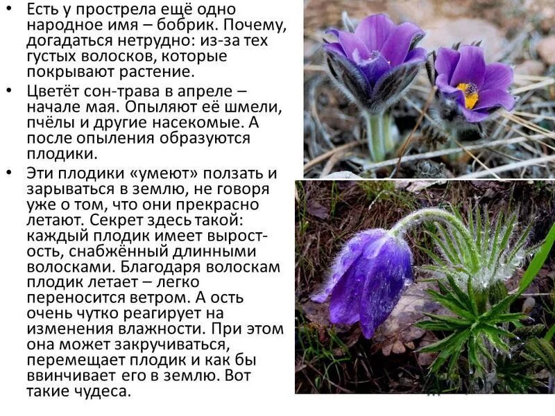 Краснокнижные растения ленинградской области. Луговые растения названия. Растения ленинградской области занесенные в красную книгу. Краснокнижные растения ленинградской области. Медуница цветок ленинградская обл.