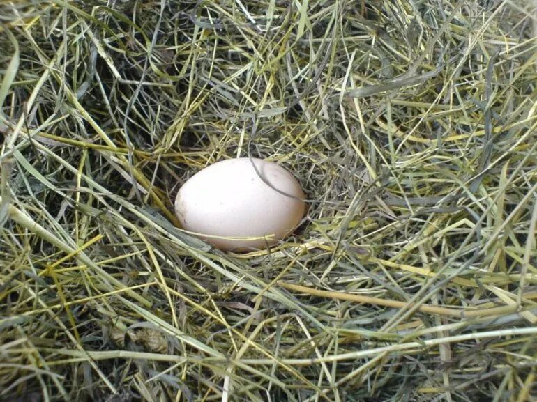 К чему снятся куру и яйца. Снесла Курочка яичко.