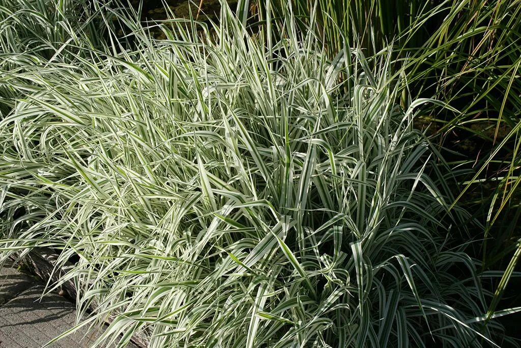 Фалярис тростниковый phalaris arundinacea. Фалярис тростниковый элегантиссима. Фалярис канарский. Фалярис канареечник. Осока фалярис.