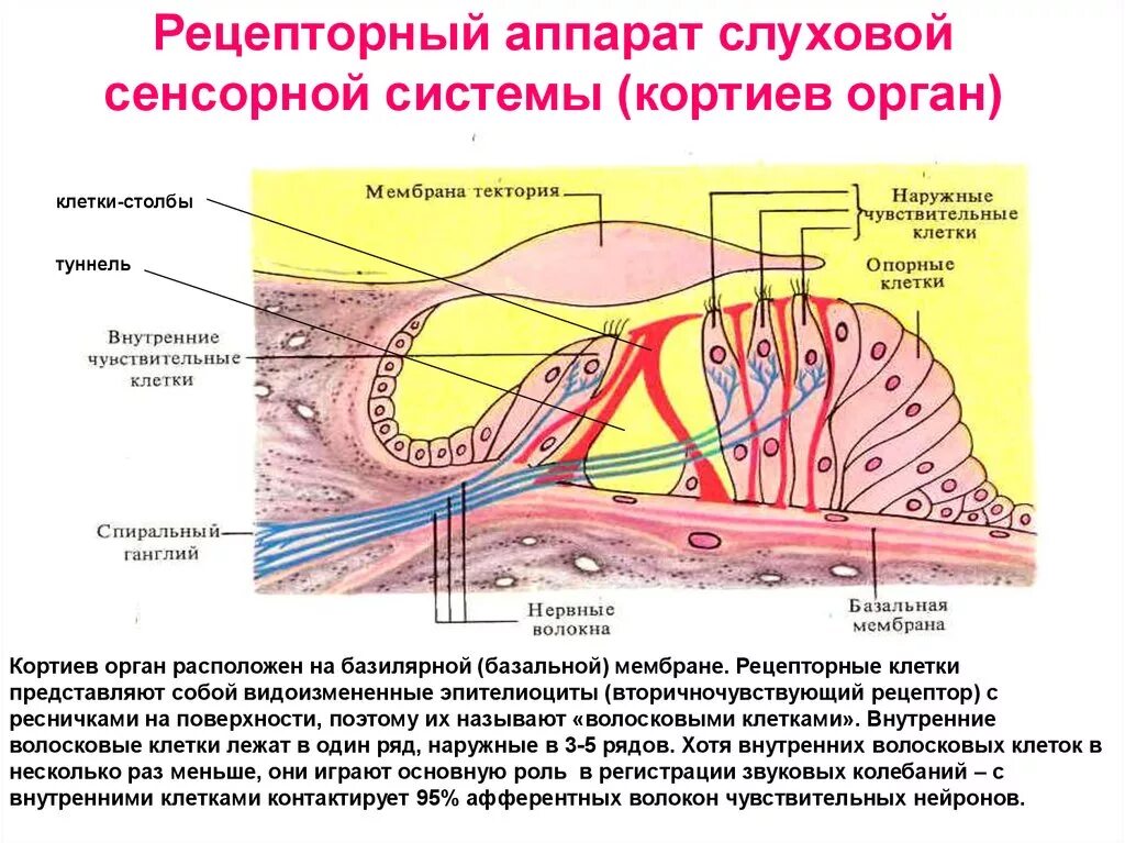 Клетки равновесия. Кортиев орган Рецептор слухового анализатора. Рецепторы слуховой сенсорной системы. Рецепторы клетки Кортиева органа. Кортиев орган волосковые клетки.