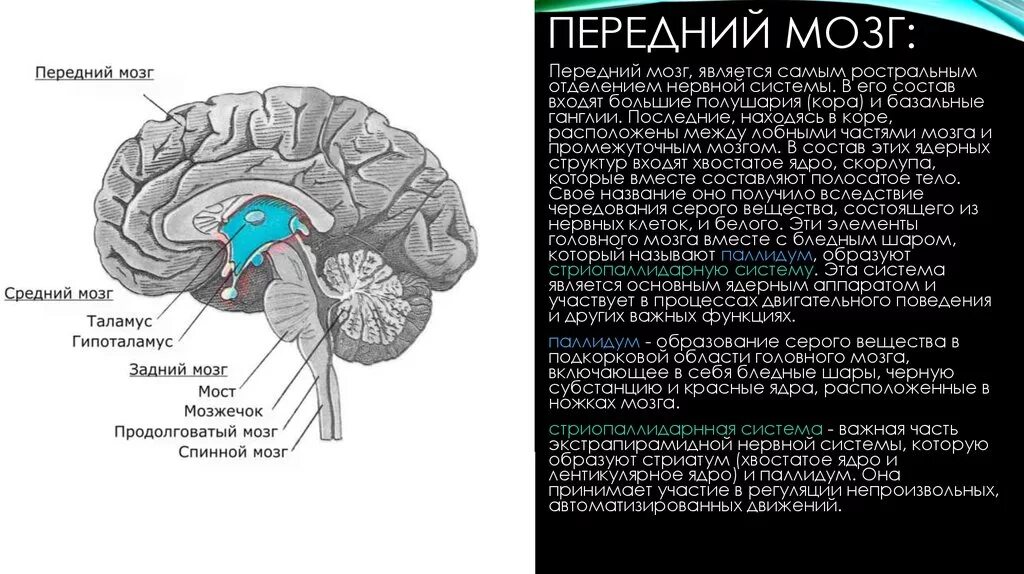 Большое полушарие мозолистое тело мост гипоталамус. Передний мозг анатомия. Структура отдела переднего мозга. Строение переднего отдела головного мозга. Передний мозг функции.