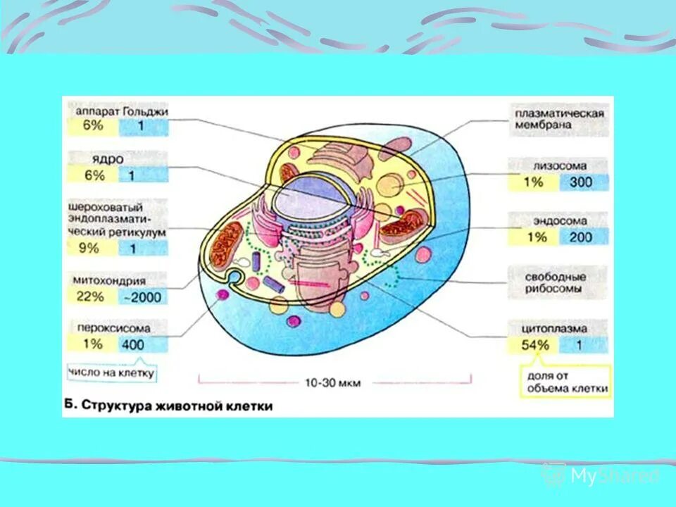 Клетка имеет. Что входит в состав животной клетки. Клетки животных теория. Максимальная длина животной клетки. Что не входит в состав животной клетки.