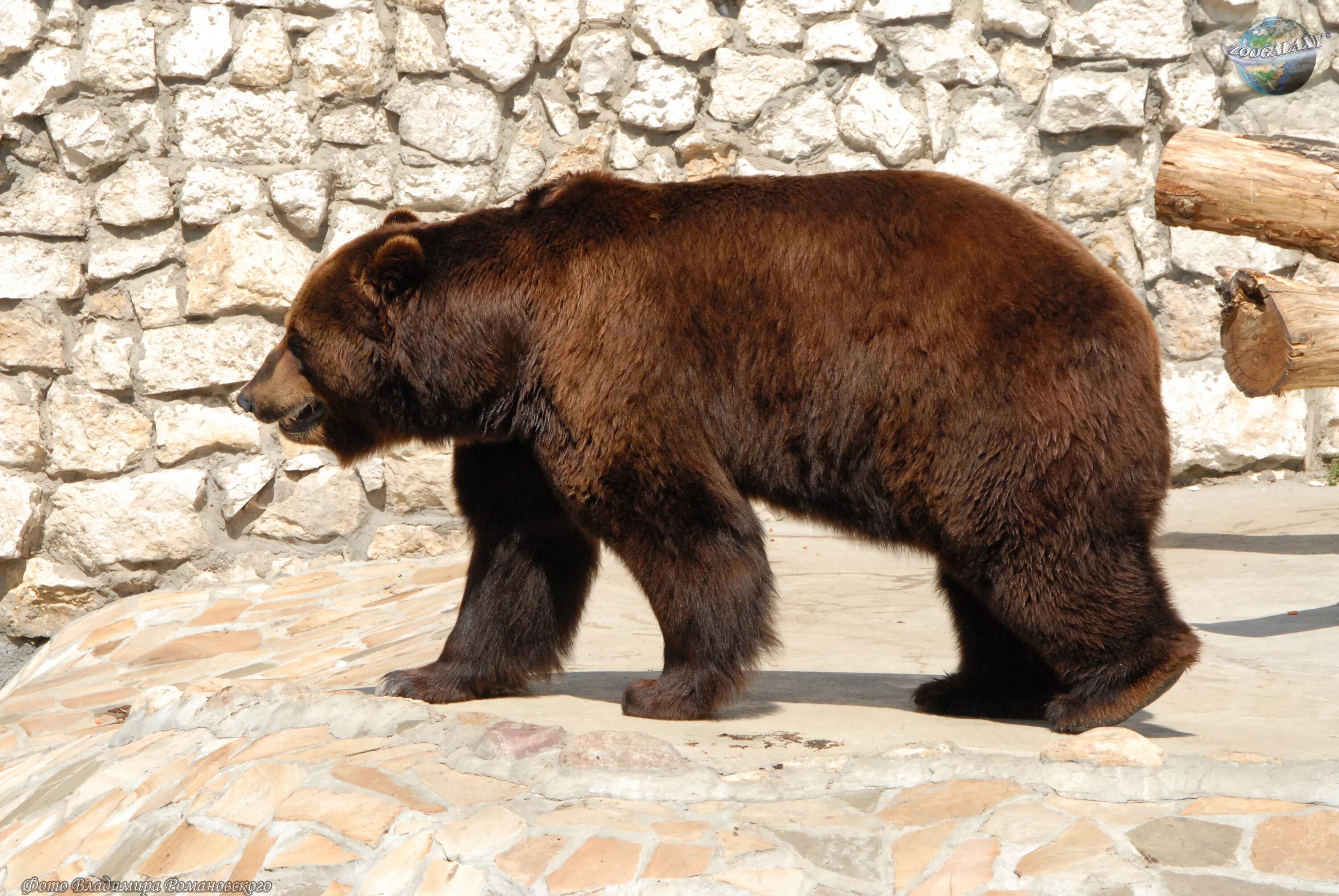 Форма бурого медведя. Бурый медведь (Ursus arctos). Московский зоопарк бурый медведь. Бурый медведь сбоку. Тибетский бурый медведь.