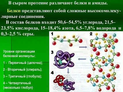 1 что представляют собой белки