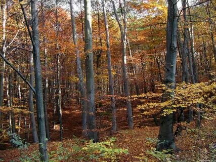 Turned yellow wood, autumn, forest, nature x.