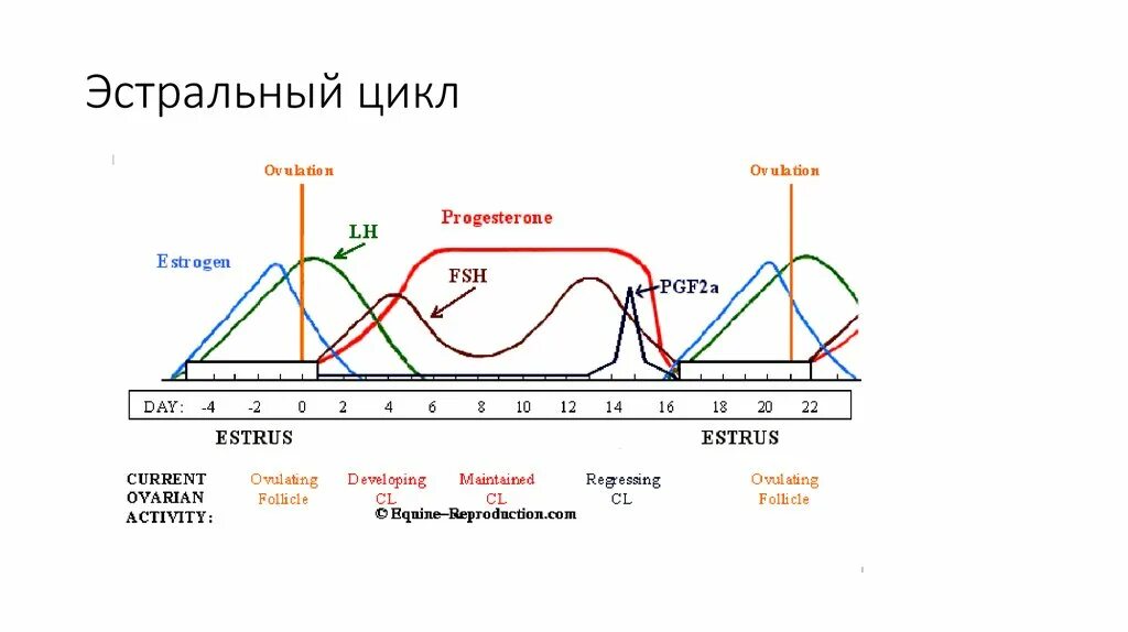 Этапы полового цикла. Фазы полового цикла собак. Стадии полового цикла собак. Эстральный цикл. Фазы полового цикла КРС.