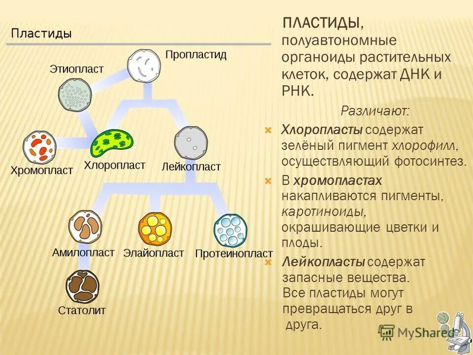 Пластиды: хлоропласты, хромопласты, лейкопласты. Хлоропласты содержит пегмент хлорофилла. Хромопласт содержит пигмент хлорофилл. Строение хлоропласта таблица. Пигменты пластид.