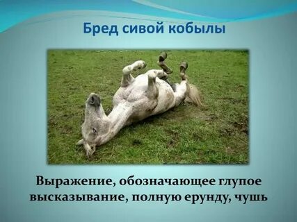 Бред сивой кобылы
