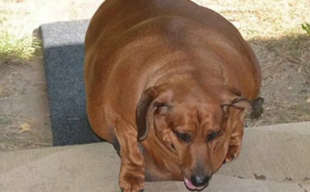 Толстая маленькая собака. Такса Оби 35 кг. Толстая такса.