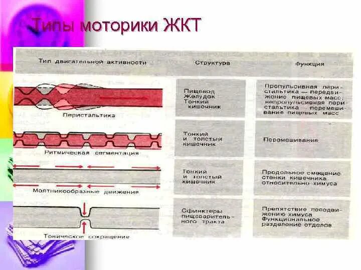 Типы моторики. Типы моторики пищеварительной трубки. Типы перистальтики. Моторика желудочно-кишечного тракта типы. Виды моторики желудочно-кишечного тракта, ее функции..