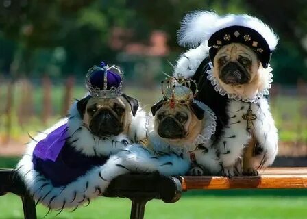 Royal dog