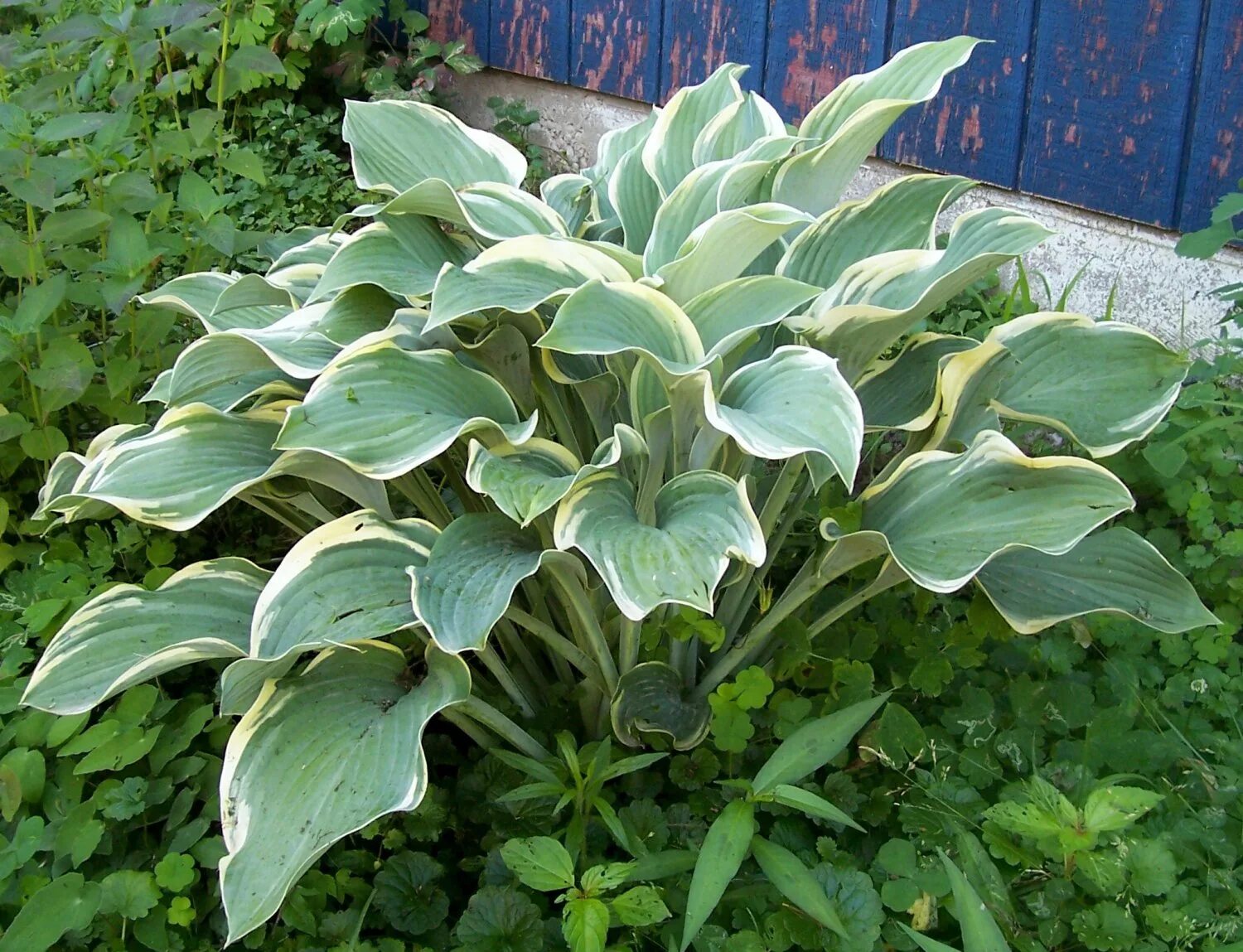 Red october - ред октобер хоста. Хоста карин. Хоста сорт медуза. Слушать хоста. Хоста аиша.