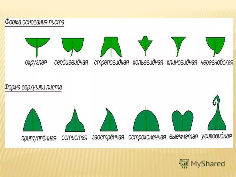 Вид основать