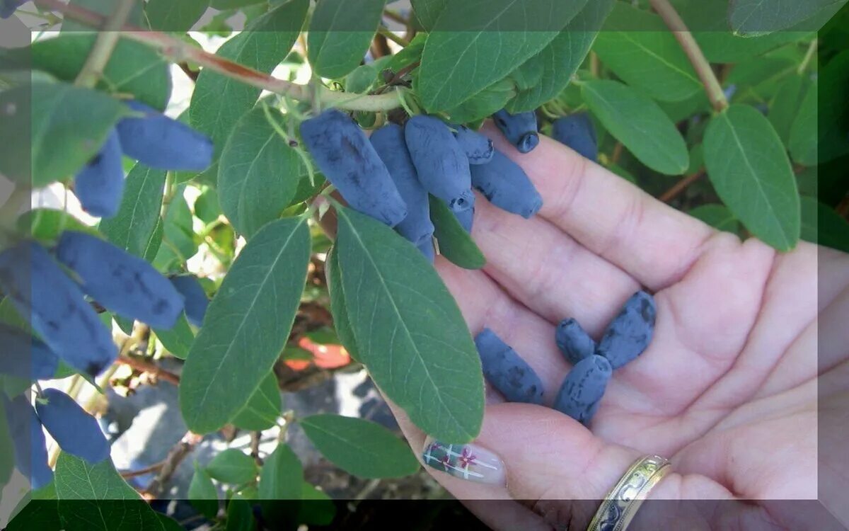 Лучшая жимолость для средней полосы. Жимолость Элизабет.