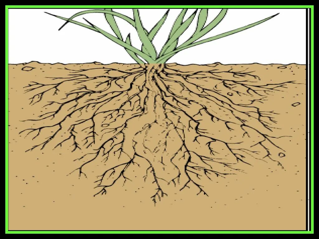 Глубь корень. Мочковатая корневая система пшеницы. Корневая система злаковых растений. Корень злаковых. Корни растений в почве.