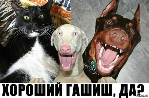 Не до смеху было чопорной англичанке поскольку