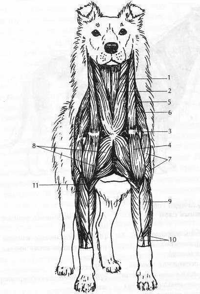 Мышцы собаки анатомия. Анатомия волка мышцы. Мышечное строение волка. Анатомия мышц шеи собаки спереди. Собака спереди