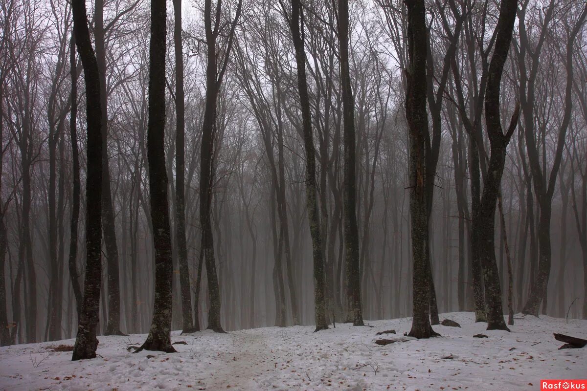 Мрачный пейзаж. Угрюмый лес стоит. Красивая природа. Природа. Угрюмый лес.