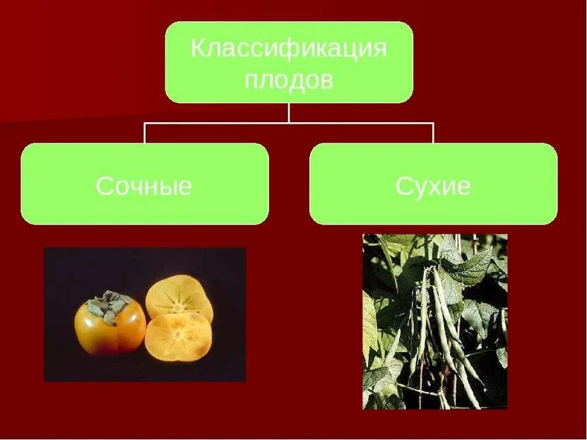 Значения плодов и семян в природе. Сухие плоды. Разнообразие сочных плодов. Сухие и сочные плоды. Презентация на тему плоды.