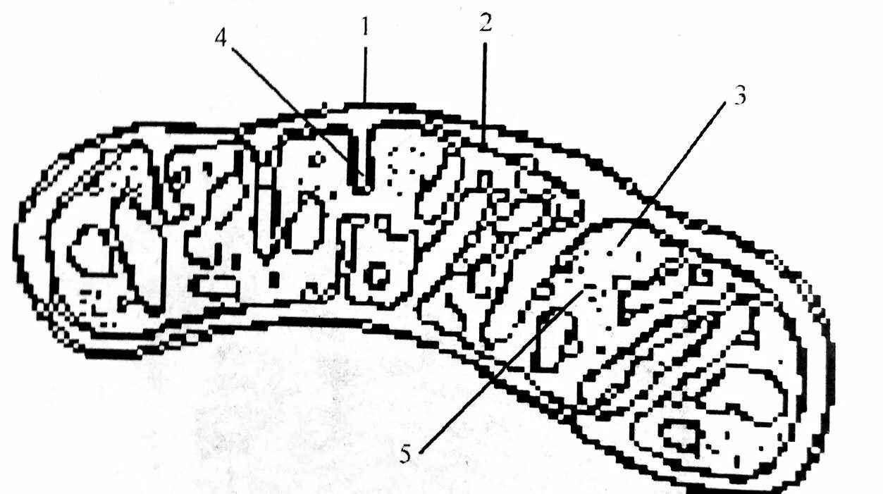 Строение митохондрии без подписей. Строение митохондрии ЕГЭ. Митохондрия схема. Строение митохондрии ЕГЭ биология без подписей. Митохондрия микротрубочка хлоропласт