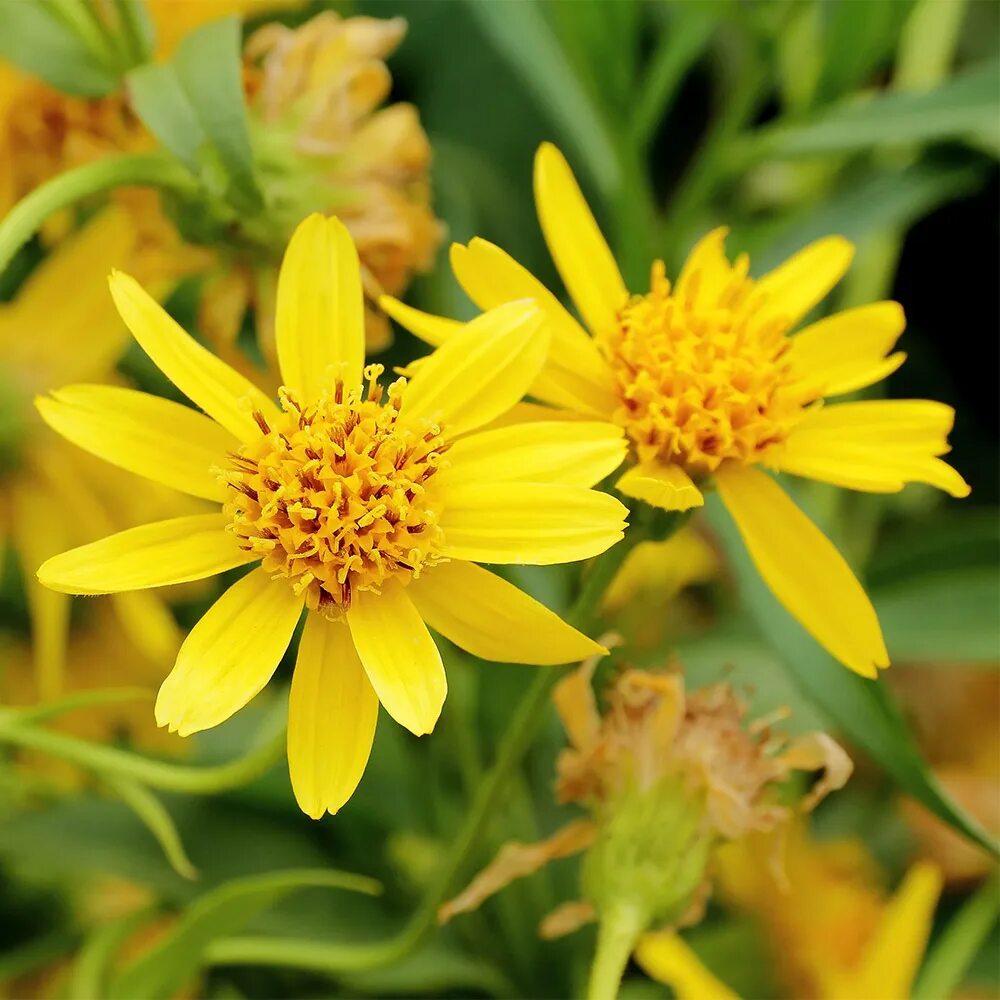 Arnica montana extract. Arnica montana extract. Arnica montana extract. Арника без фона. Arnica montana extract.