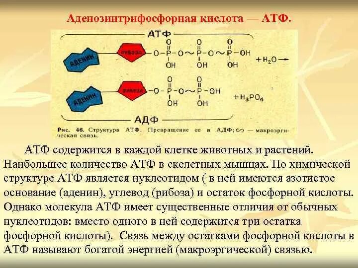 Углеводом атф является. Углеводом атф является