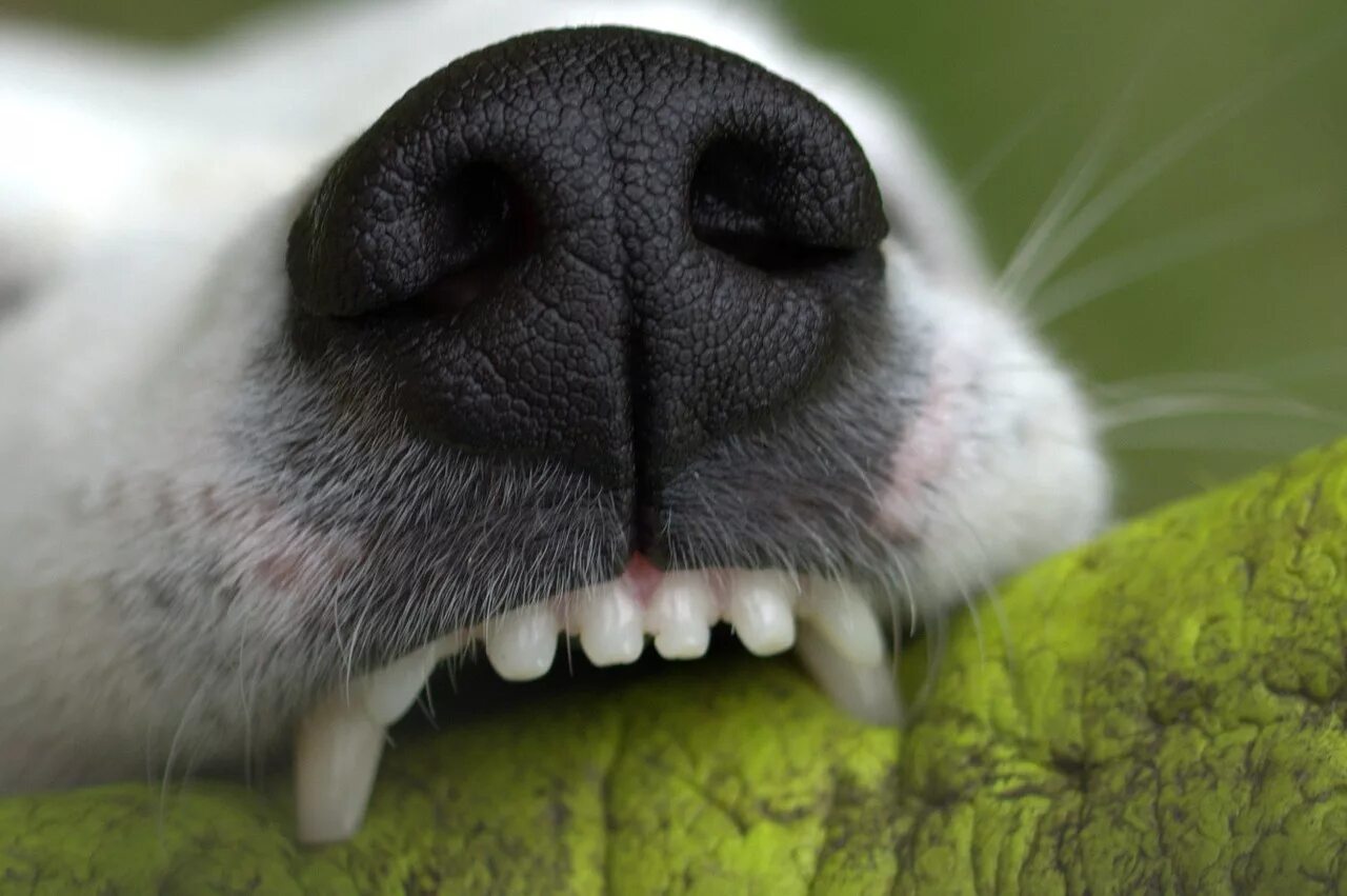 Animal bite