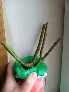 Купила саженец розы в апреле что делать