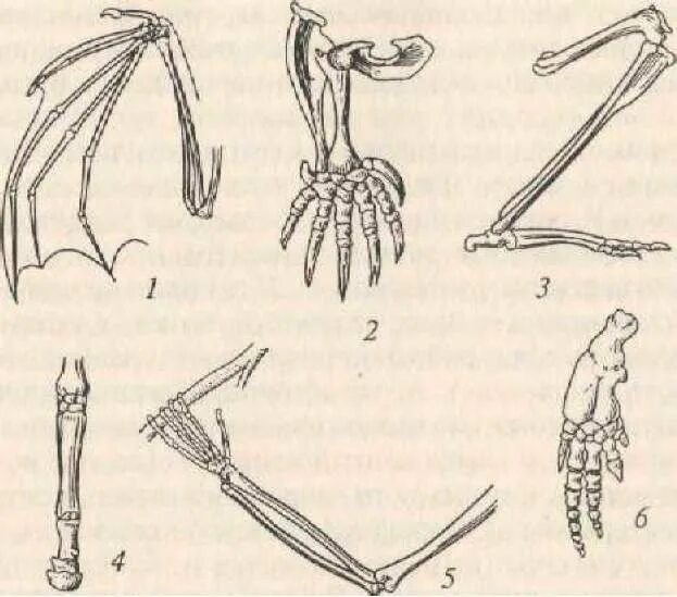 Скелет передней конечности крота. Скелет передних конечностей летучей мыши. Конечности передняя и задняя крокодила. Гомологичные органы конечности у животных.