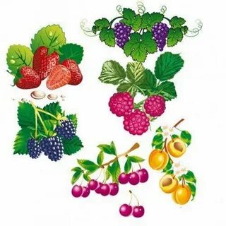 Картинки ягод для детей цветные