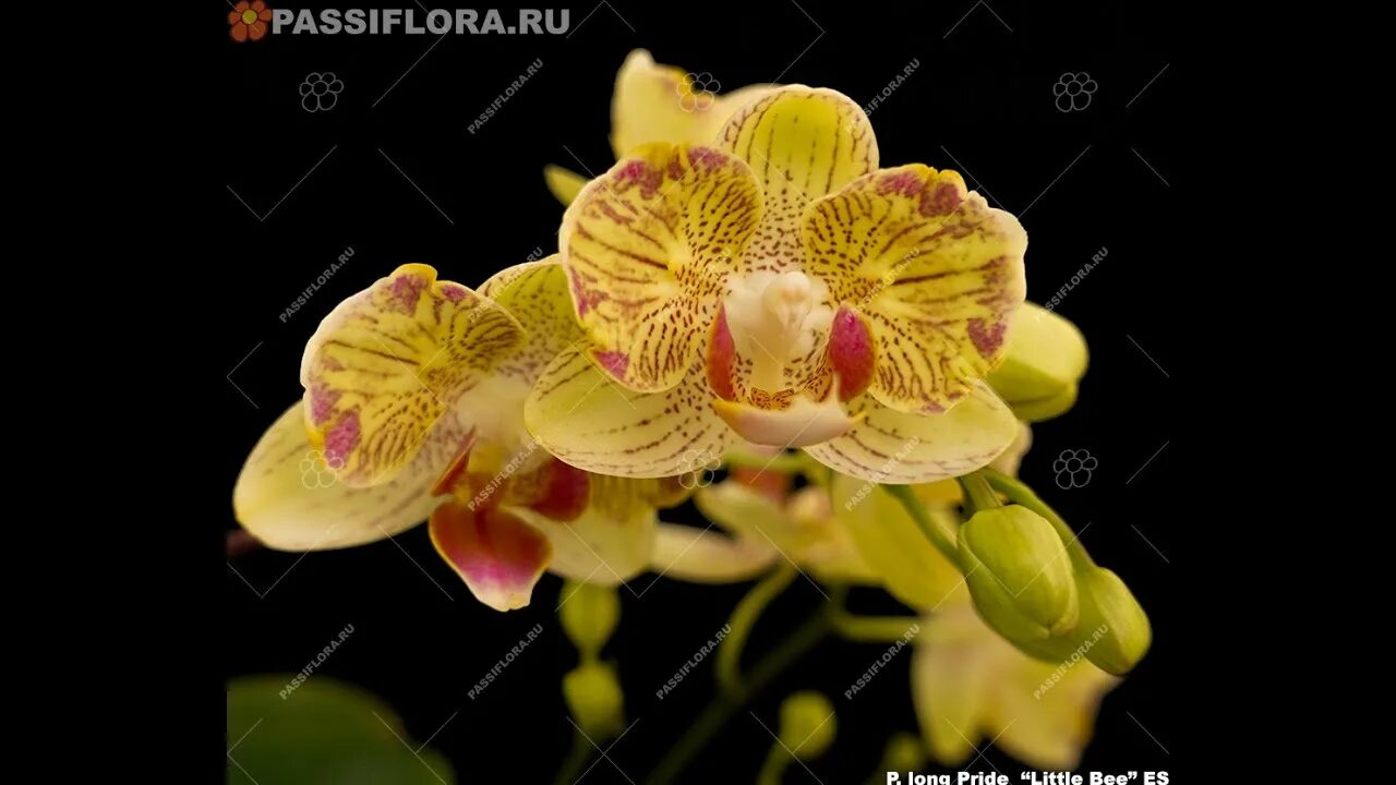 P long. Фаленопсис лонг прайд. long pride little bee орхидея. фаленопсис little bee. phal.little mary ‘peloric’.